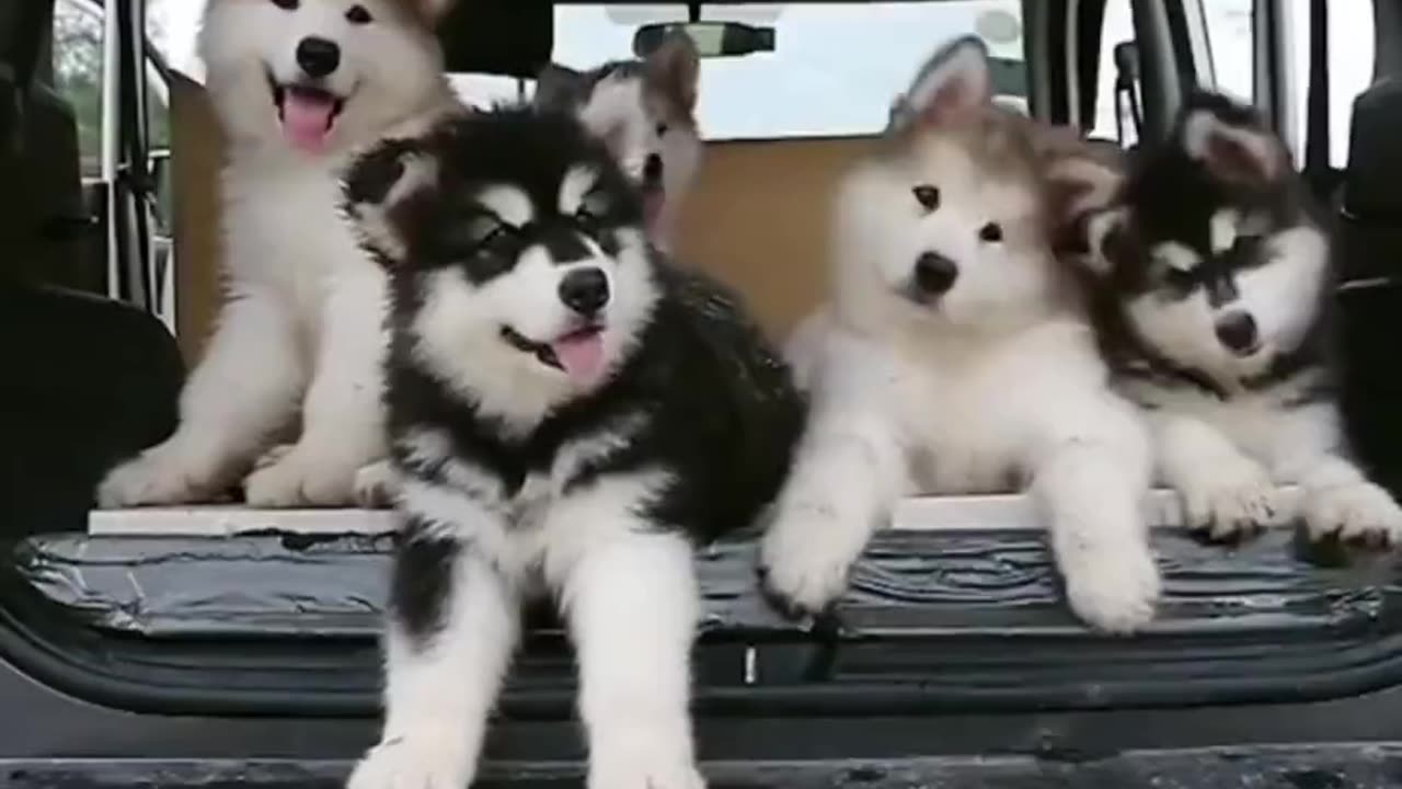 Cute puppies