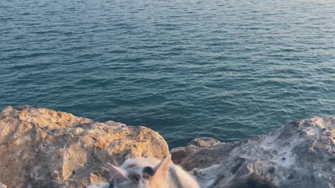 cat loves the sea