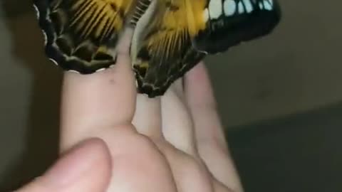 Some of my pet butterflies (and one moth