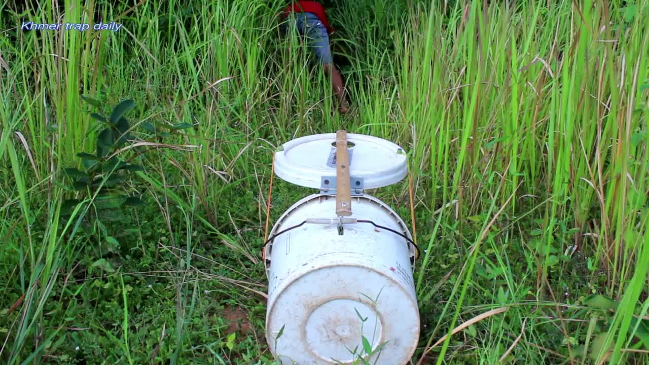 Simple Wild Cat Trap - Wild Cat Trap Using Plastic container