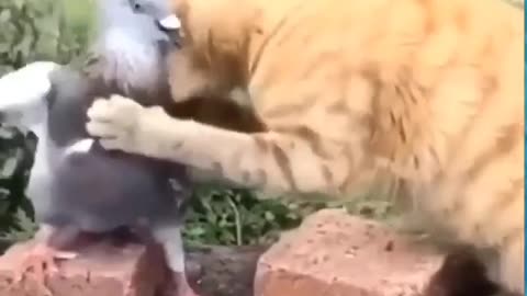 Cat and pigeon funny clash