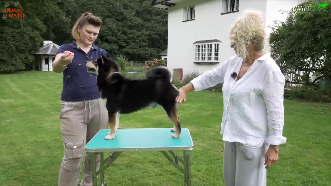 THE SHIBA INU - THE SCREAMING DOG OF JAPAN