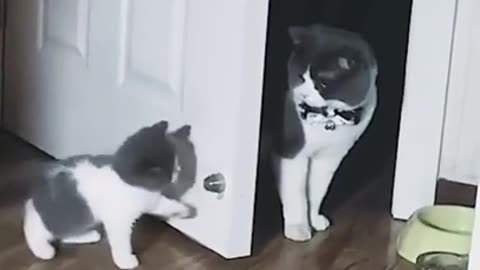My cats are doing their funny activities 😂🤣🤣🤣