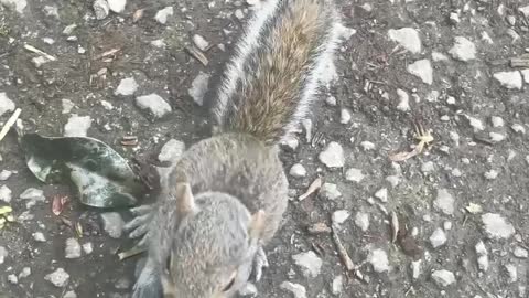 Adorable Baby Squirrel