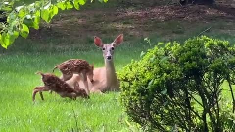 Baby Deer 🦌