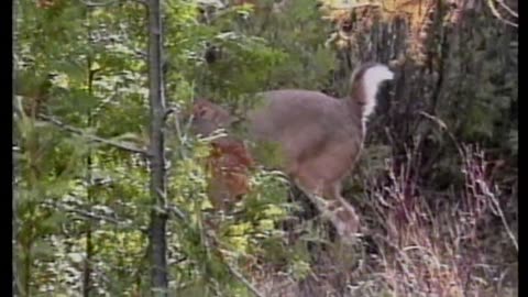 Dan Fitzgerald takes on a swamp buck!