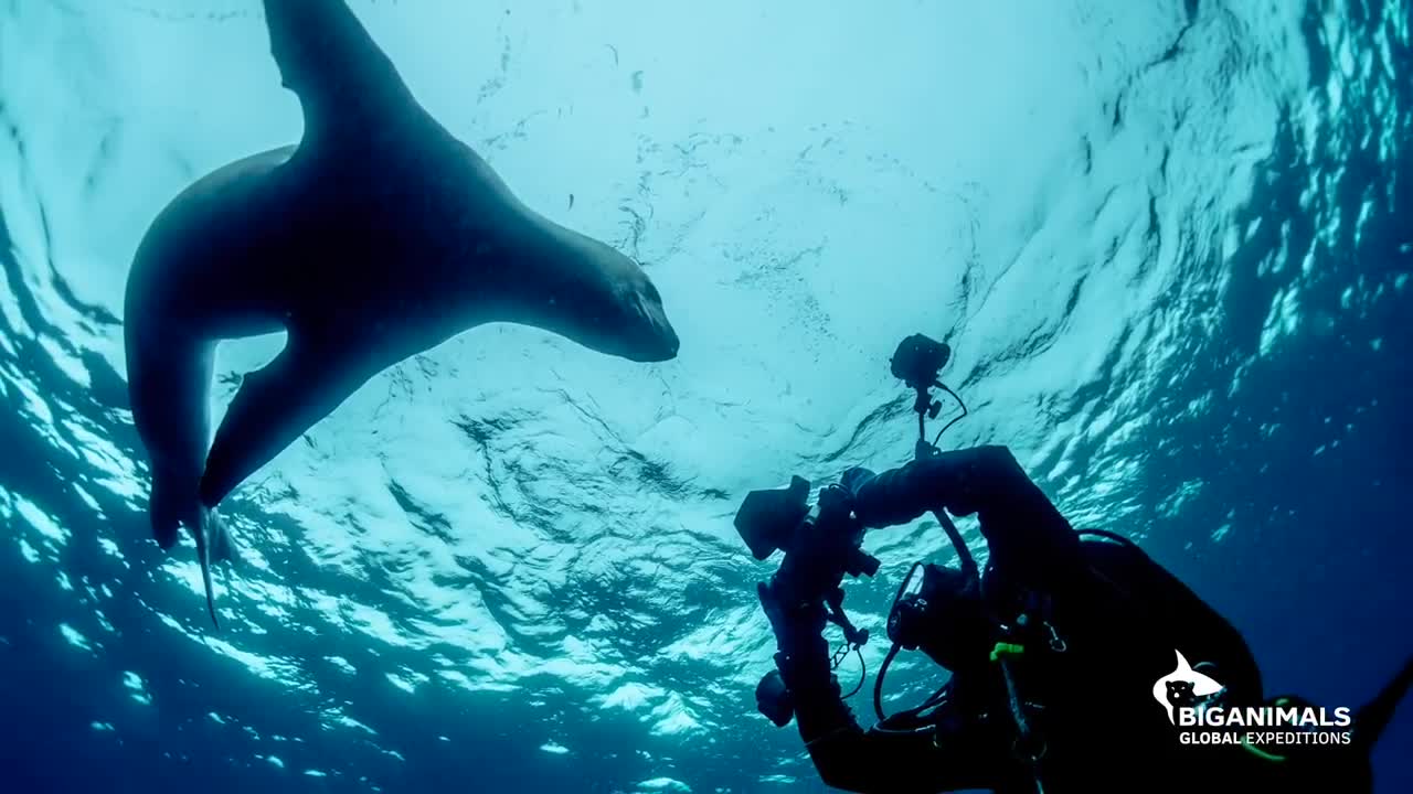 Dance of the Leopard Seal in Antarctica
