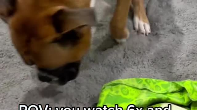 The dog was ill