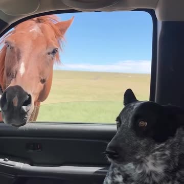 Funny animal moments