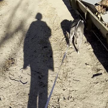 Gratitude: Walking Granddog