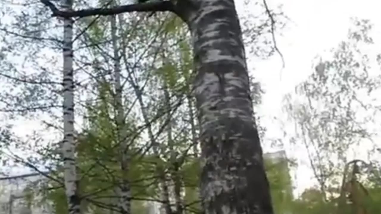 2023 ! VIDEO 18 #shorts #funnyfails #pets
