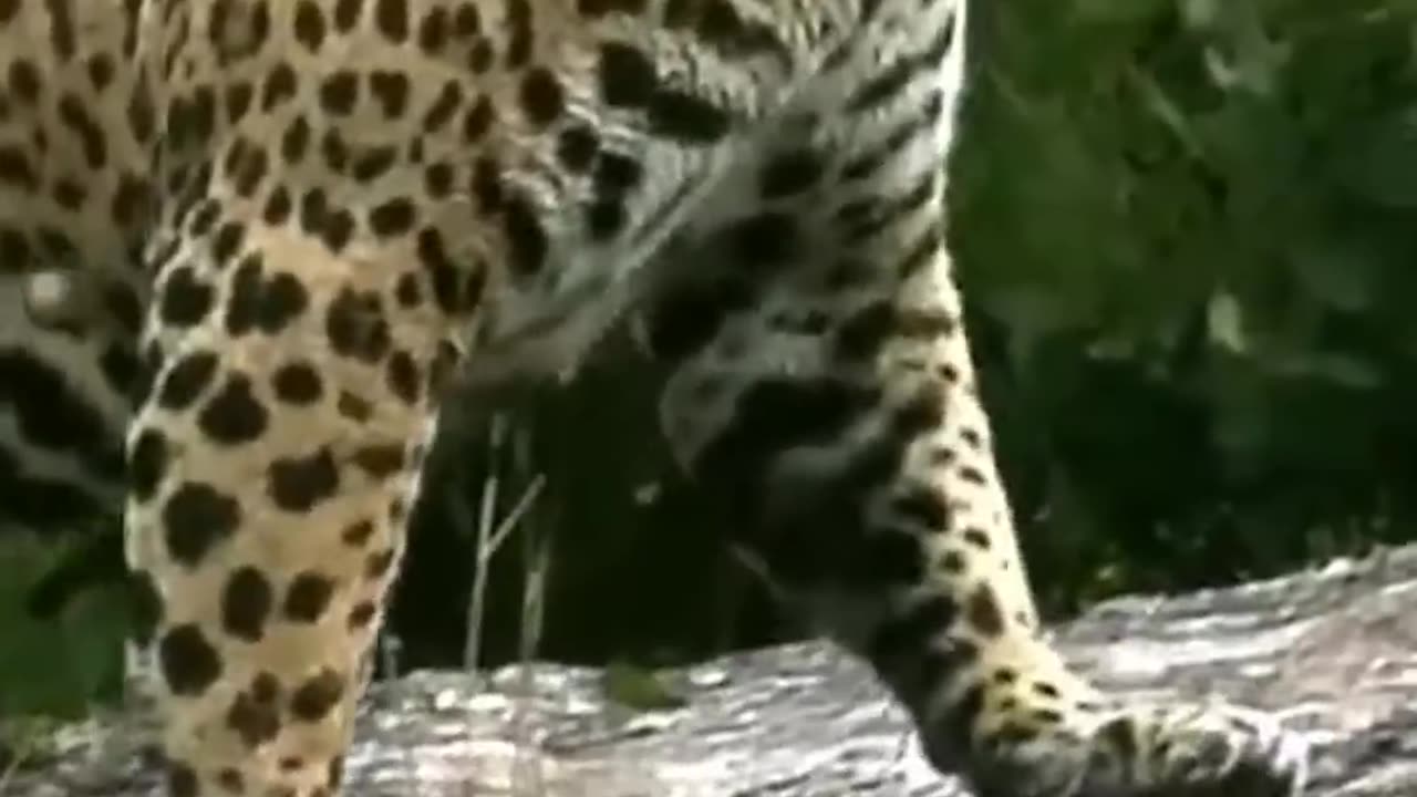 a jaguar charge onto the highway seeking #animals