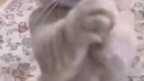 Funny cat 🐈 video 😂😂