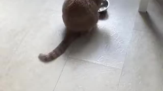 Cat need food