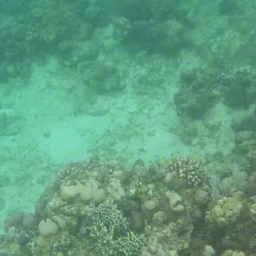 An Early Morning Snorkeling Adventure