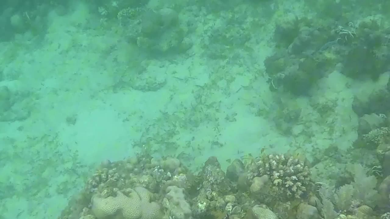 An Early Morning Snorkeling Adventure
