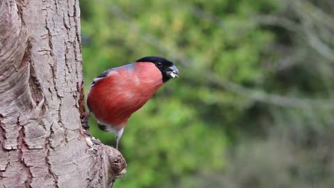 Bullfinch Male Bird in Nature