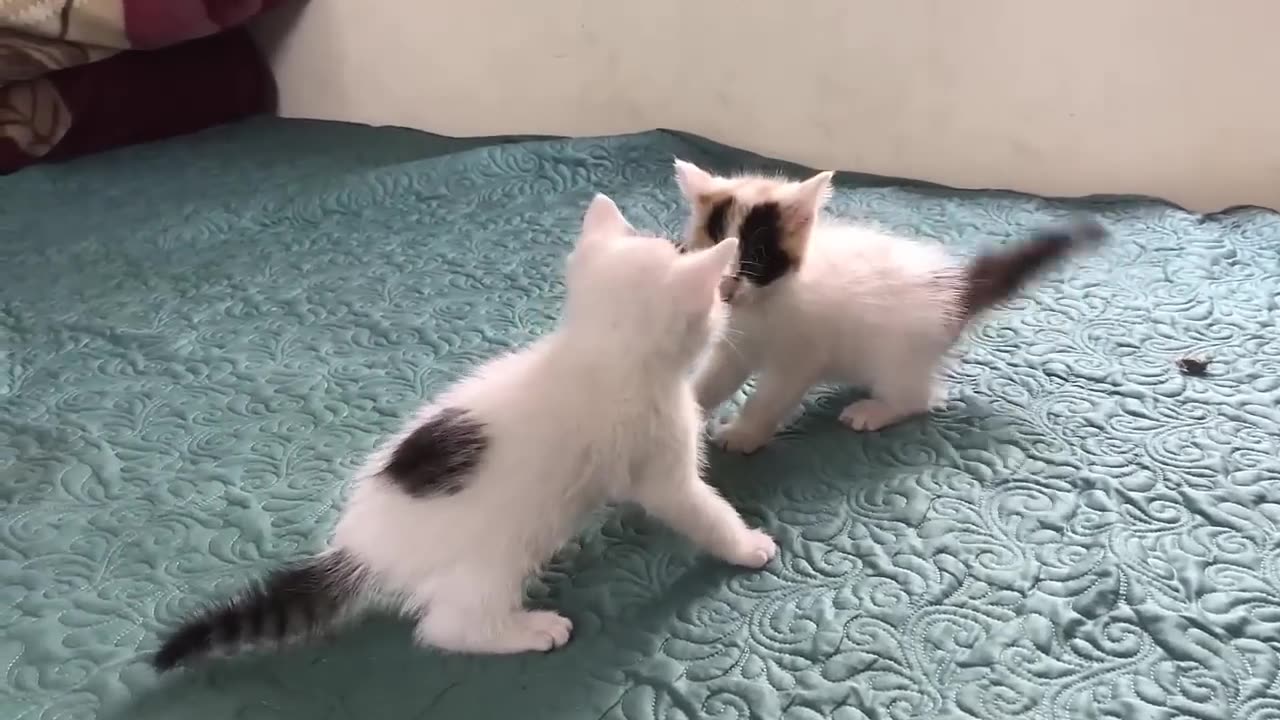 Cute kitten playing