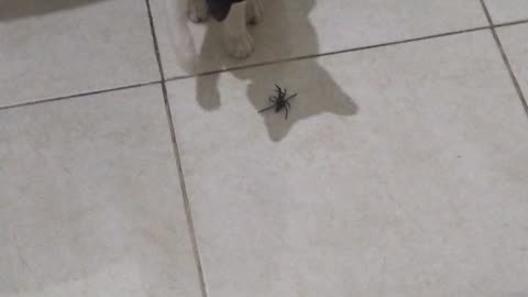 Cat vs Spider