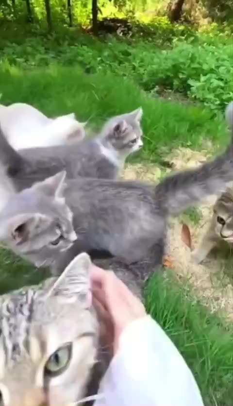 That’s a lot of cute kittens 😍
