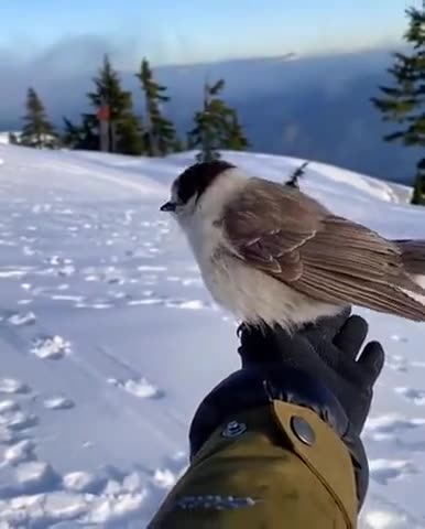 Floral expert - flower delivery Protaras