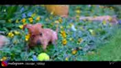 baby dog...cinematic vedeo of puppy watch only in one minute