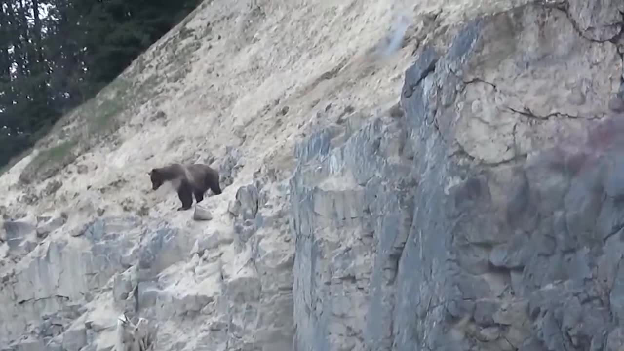 ¡¡¡ Estas CABRAS de montaña Desafían a la MUERTE !!!3