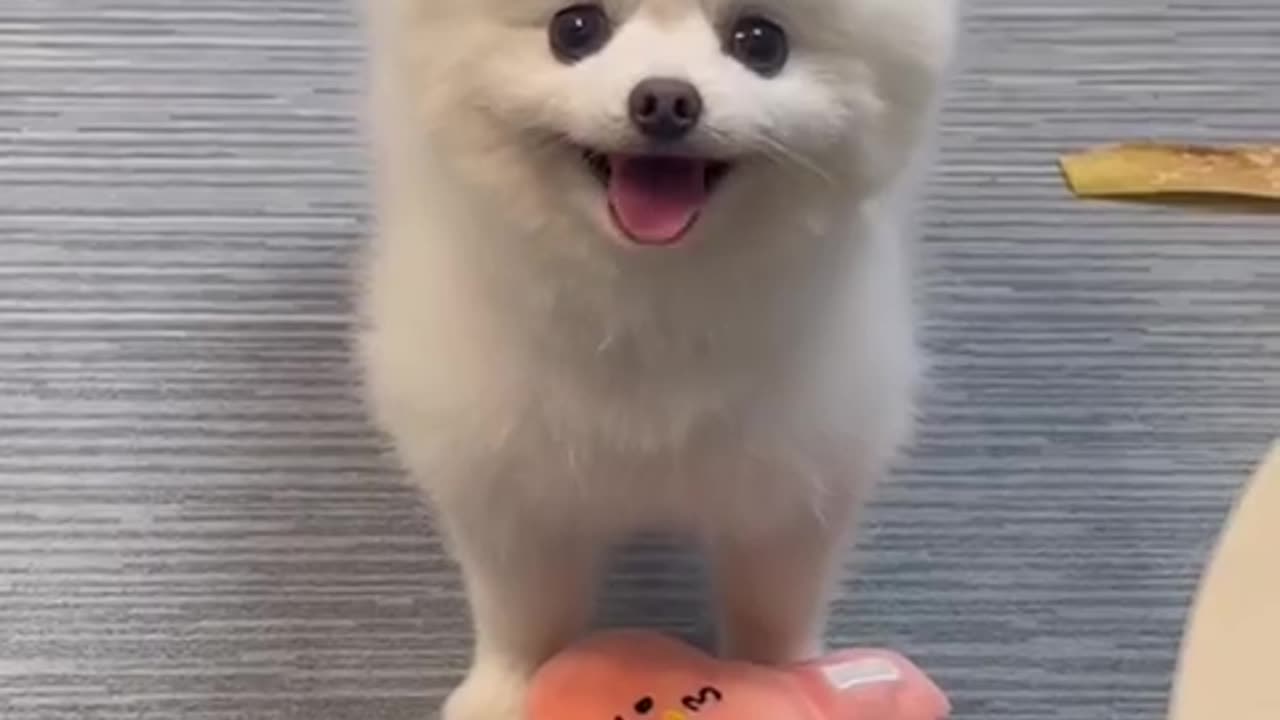 Dog it will smile at you
