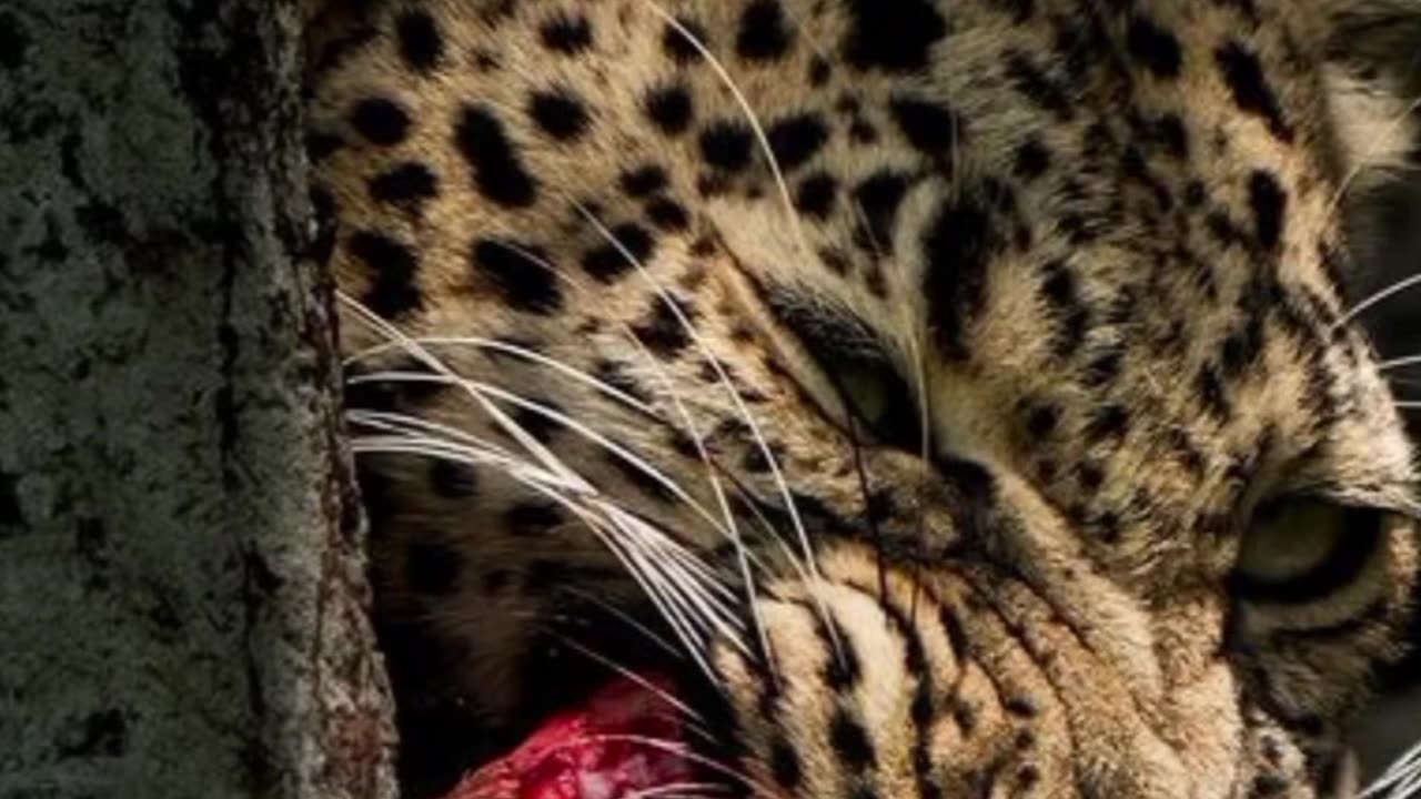 Hunting is needed.....