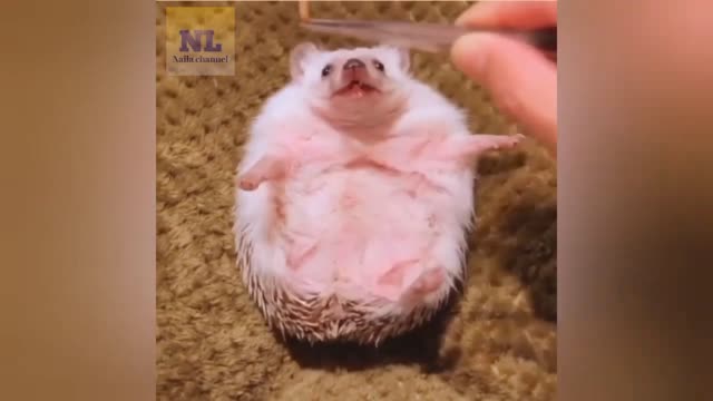 The cutest animal in the world you've never heard of