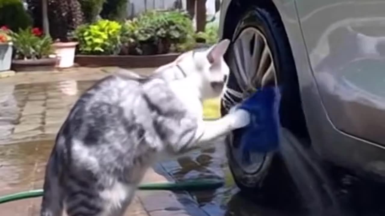 Cleaning cat