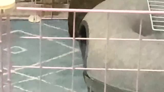 The big gray rabbit is really like a big rat who is stealing food.