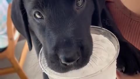 A dog drinking ice water