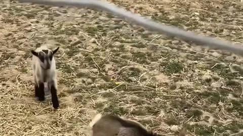 Funny Video