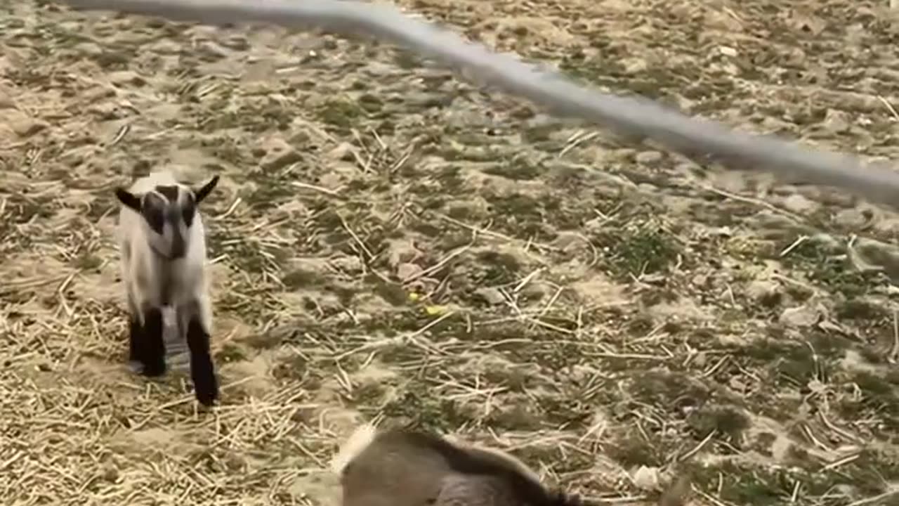 Funny Video
