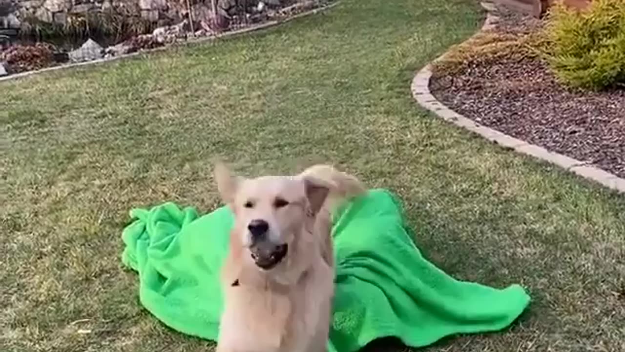 Comedy dog Video