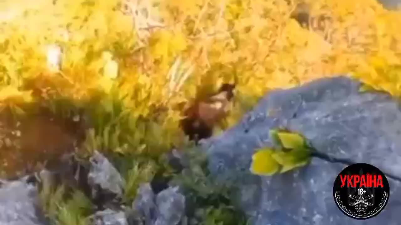 Intense Footage of a Bear Going After Someone in the Carpathian Mountains