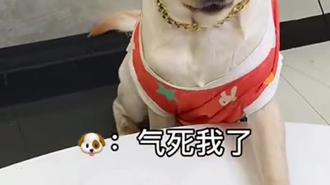 Dog funny 😂 cute 🥰 puppy