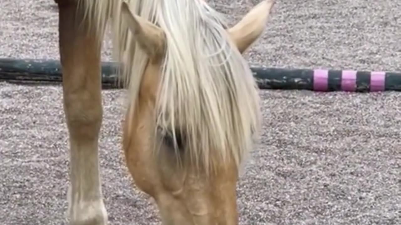 Horses licking Cats