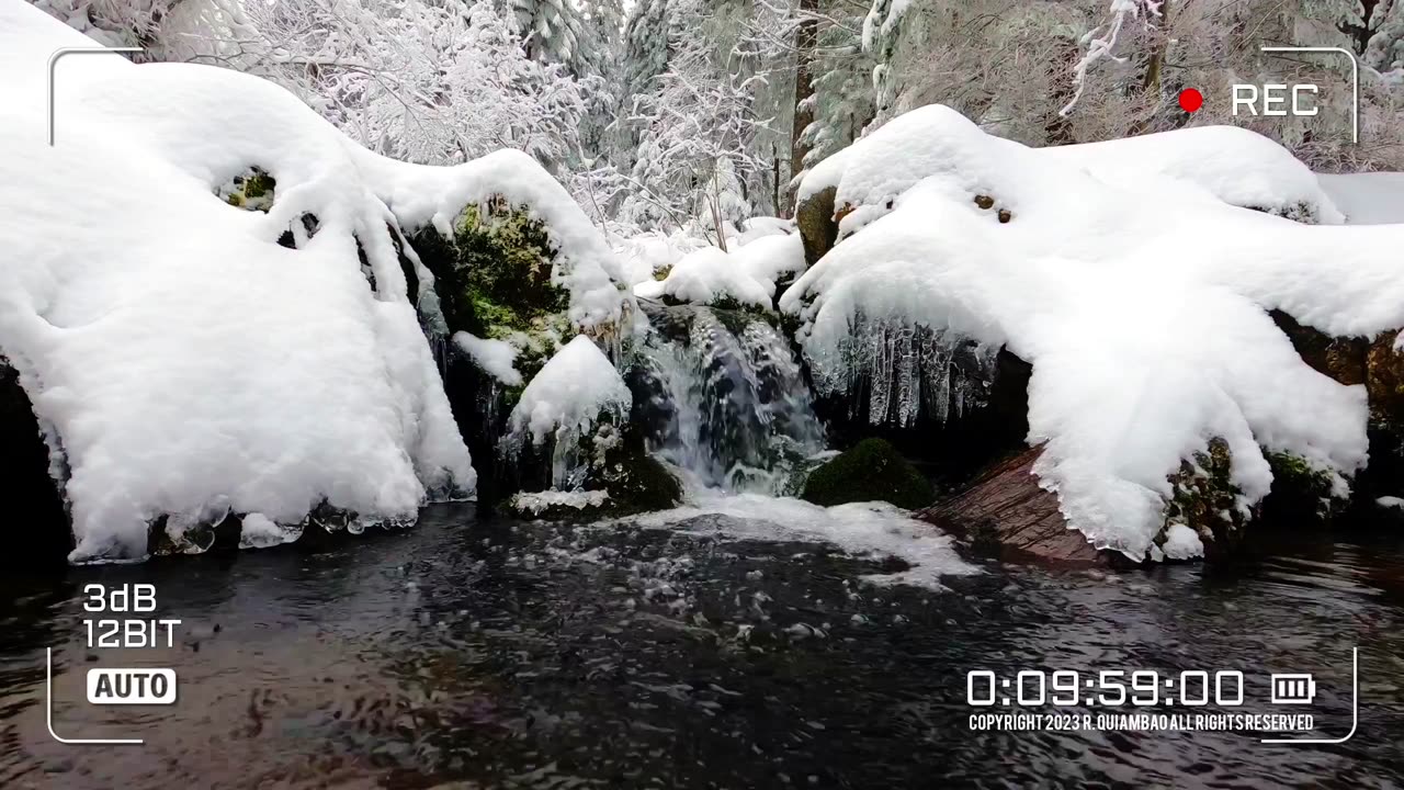 Whispers Of The Wild | Zen Asmr # 039