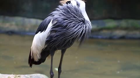 Bird cleaning their long feathers