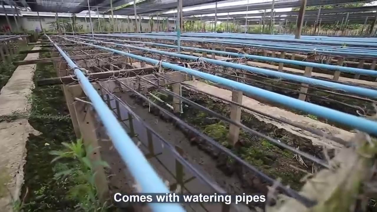 Amazing Orchid Flower Cultivation with Coir - Orchid farming Technique and Harvesting in Greenhouse