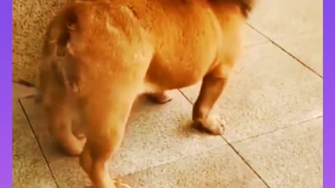 #short/Funny video