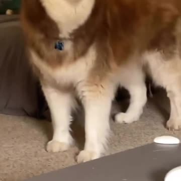 Don't try to win an argument against husky😂