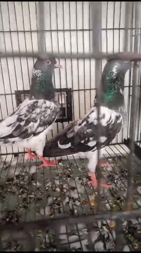 Faroz puri pigeon