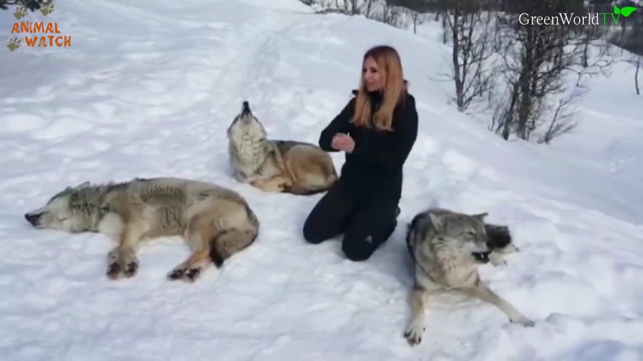 I HOWL WITH NORWEGIAN WOLVES - WOLF HOWL