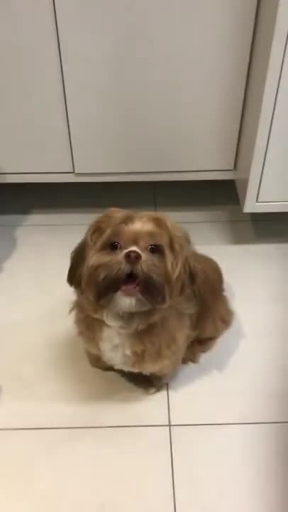 I'M HUNGRY funny dogs