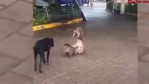 Mother monkeys attack 250 dogs to revenge