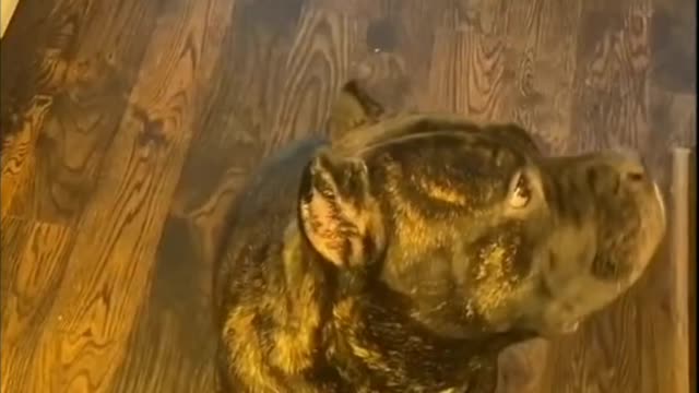 Dog Having A Conversation And Then Receives Food At The End - Tiktok Dogs (#Funny #Animals #419)