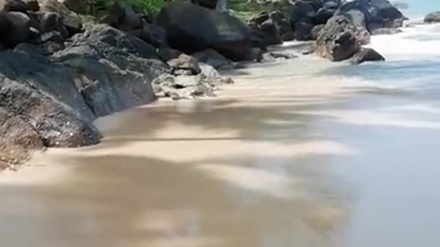 Rescue Sea Turtle, Removing Barnacles From Poor Sea Turtle [Animals, Nature, Ocean, Moana]